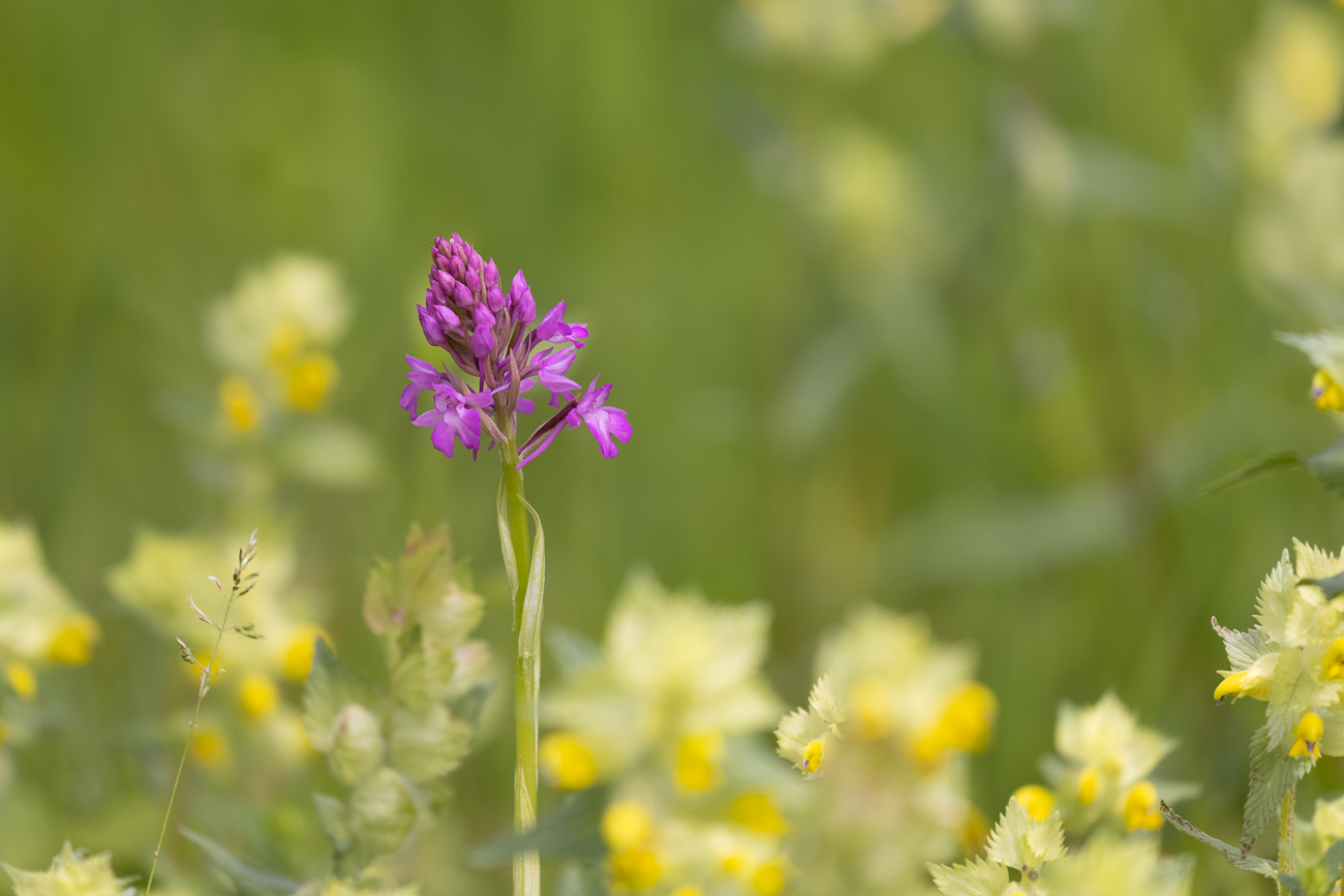 Pyramiden-Hundswurz [Anacamptis pyramidalis] (Familie der Orchideengewächse)