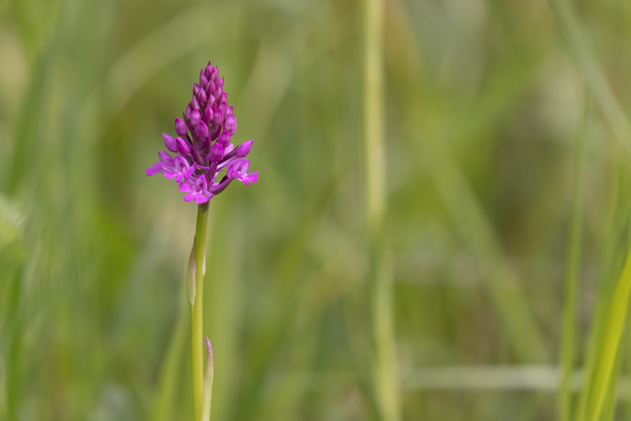 Pyramiden-Hundswurz [Anacamptis pyramidalis] (Familie der Orchideengewächse)