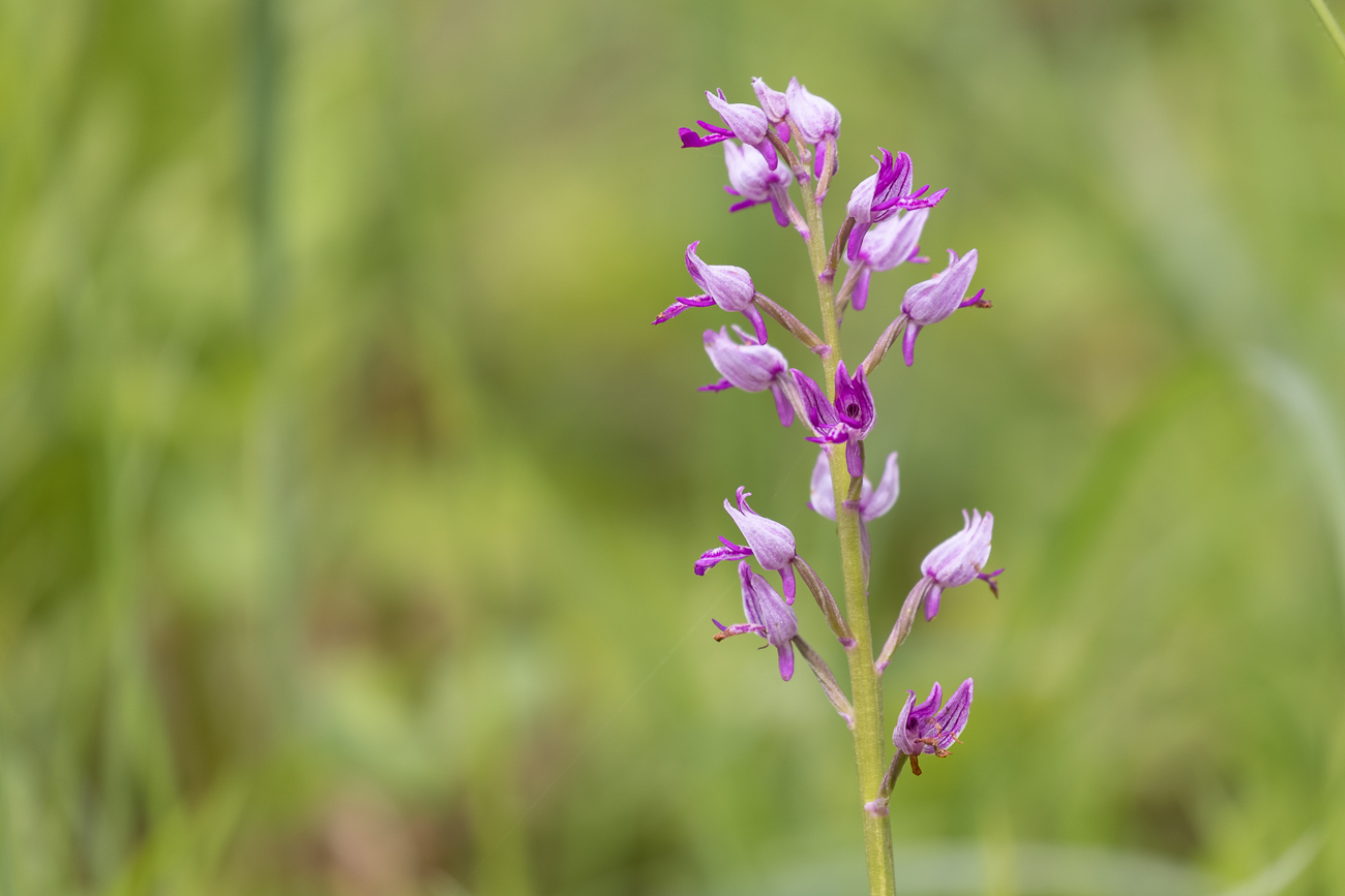 Helm-Knabenkraut [Orchis militaris] (Familie der Orchideengewächse)
