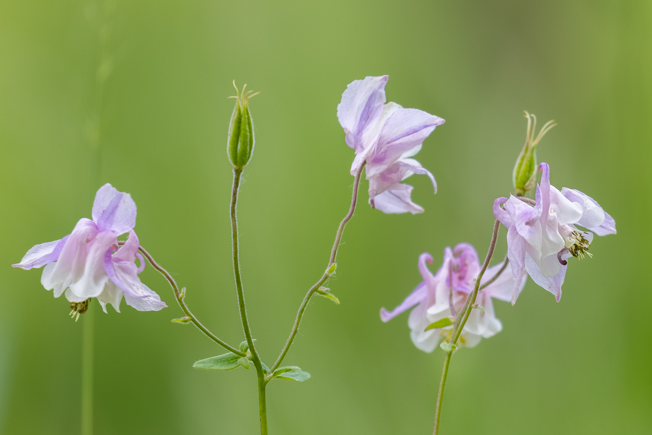Gemeine Akelei [Aquilegia vulgaris]