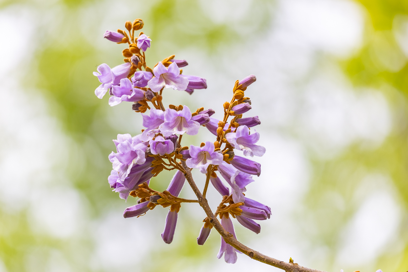 Blauglockenbaum [Paulownia tomentosa]