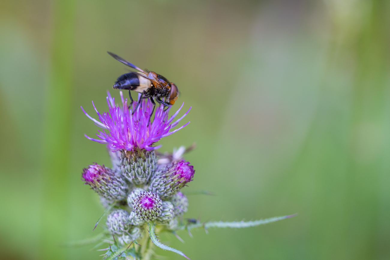 Insekt auf einer Sumpf-Kratzdistel [Cirsium palustre]