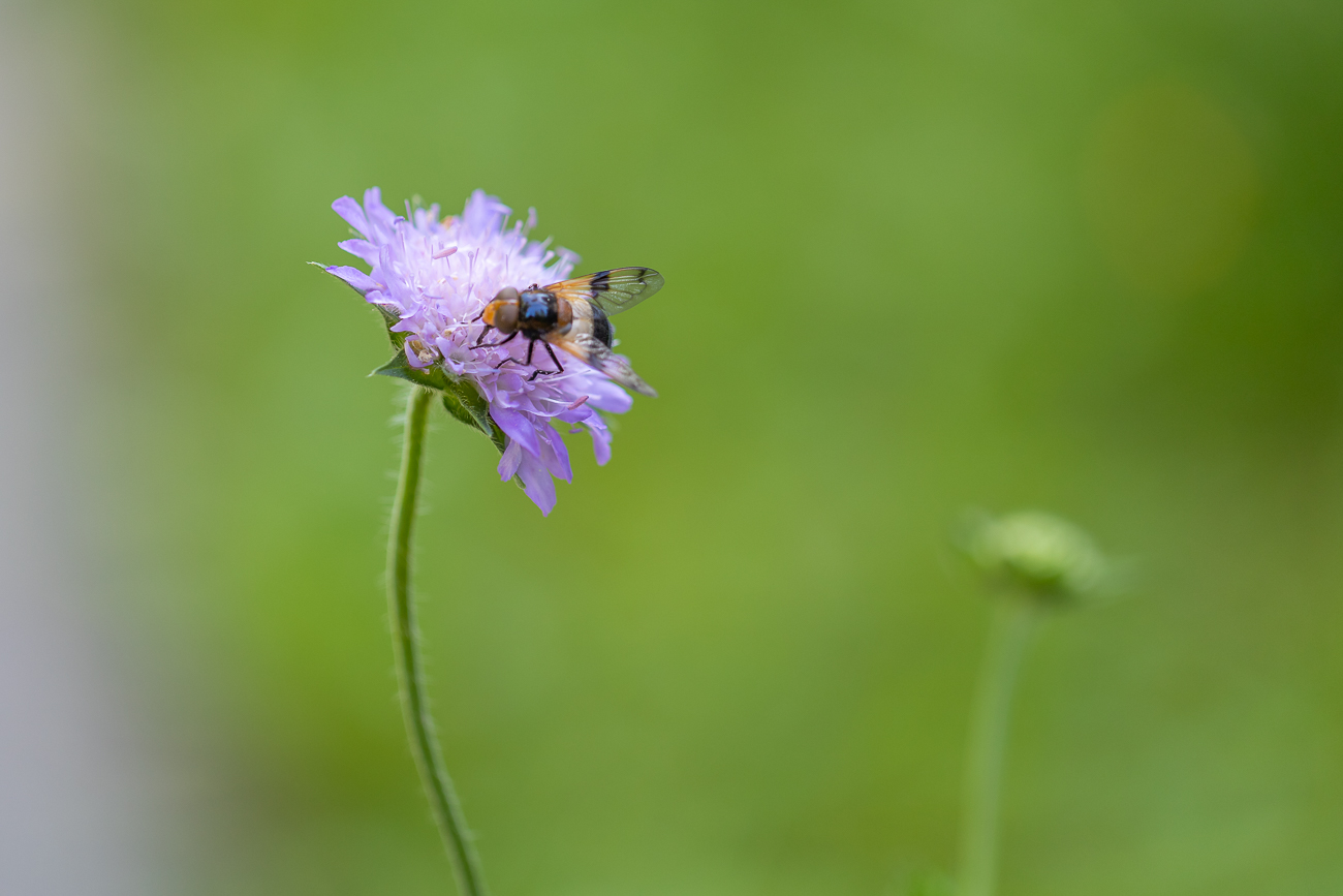 Insekt auf einer Acker-Witwenblume [Knautia arvensis]