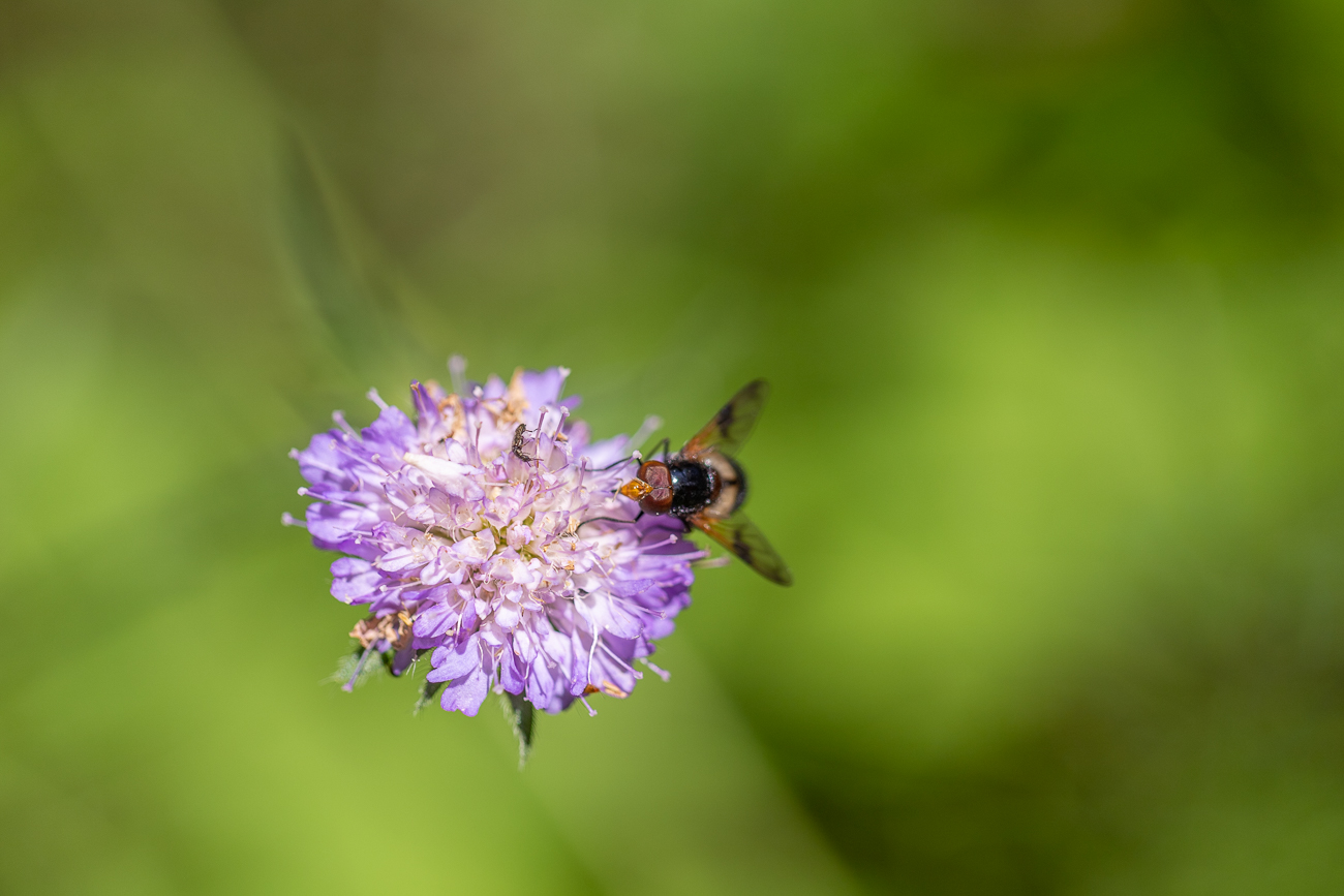 Insekt auf einer Acker-Witwenblume [Knautia arvensis]