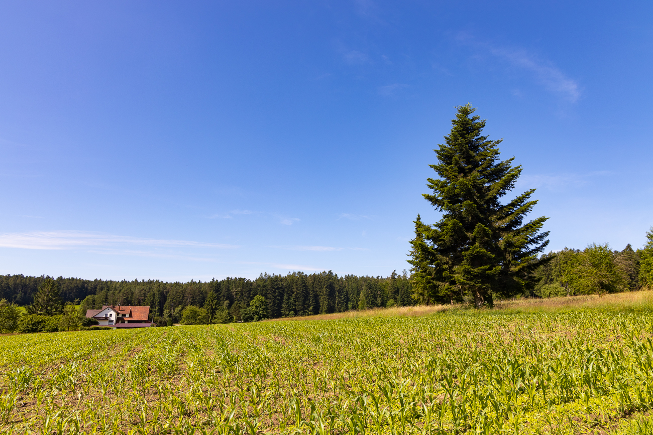 Maisfeld bei Oberreichenbach