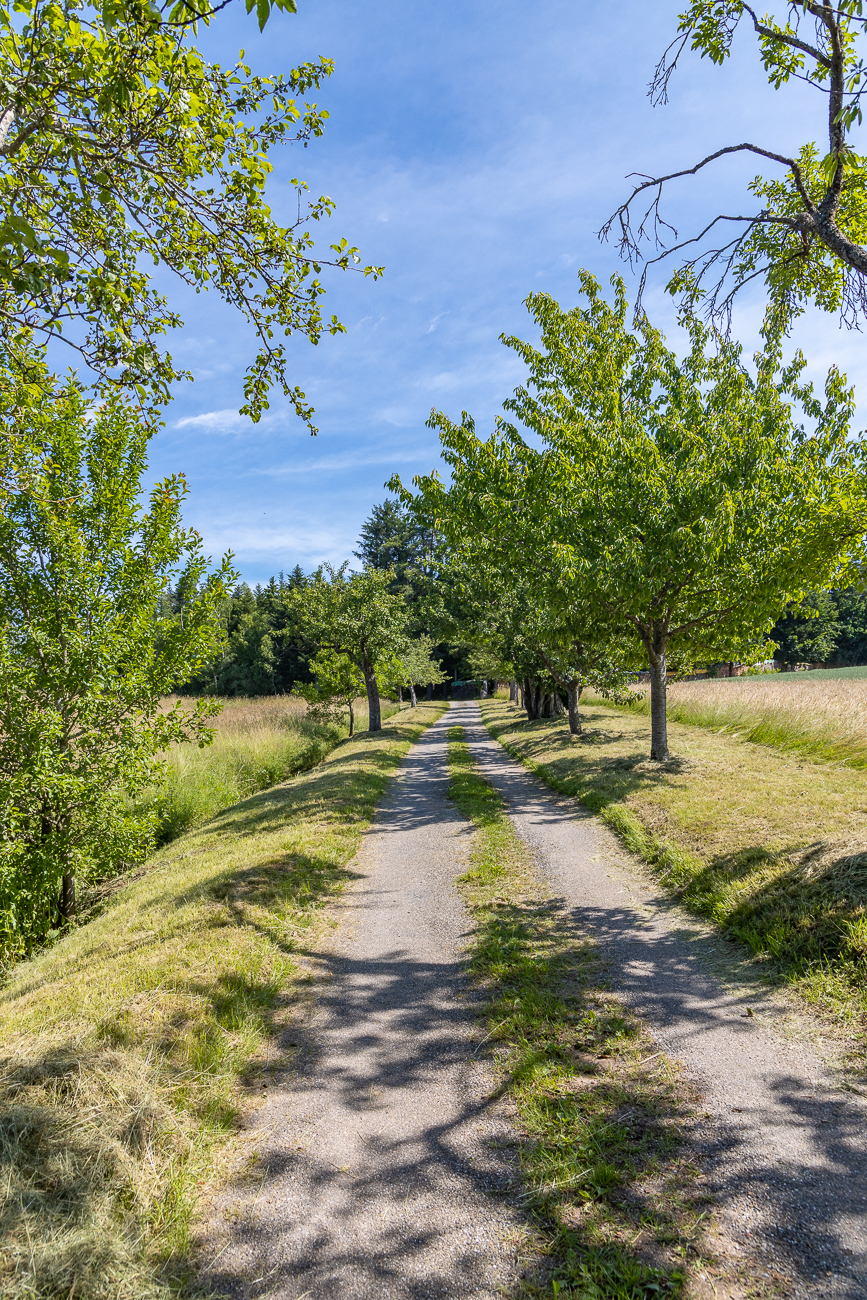 Kleine Obstbaum-Allee