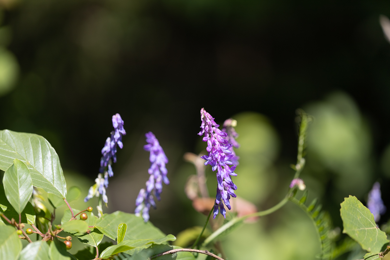 Vogel-Wicke [Vicia cracca]