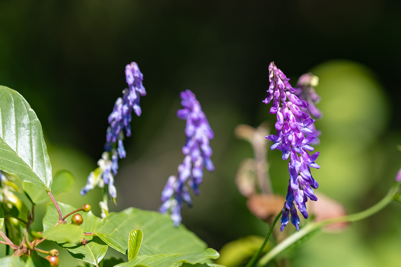 Vogel-Wicke [Vicia cracca]