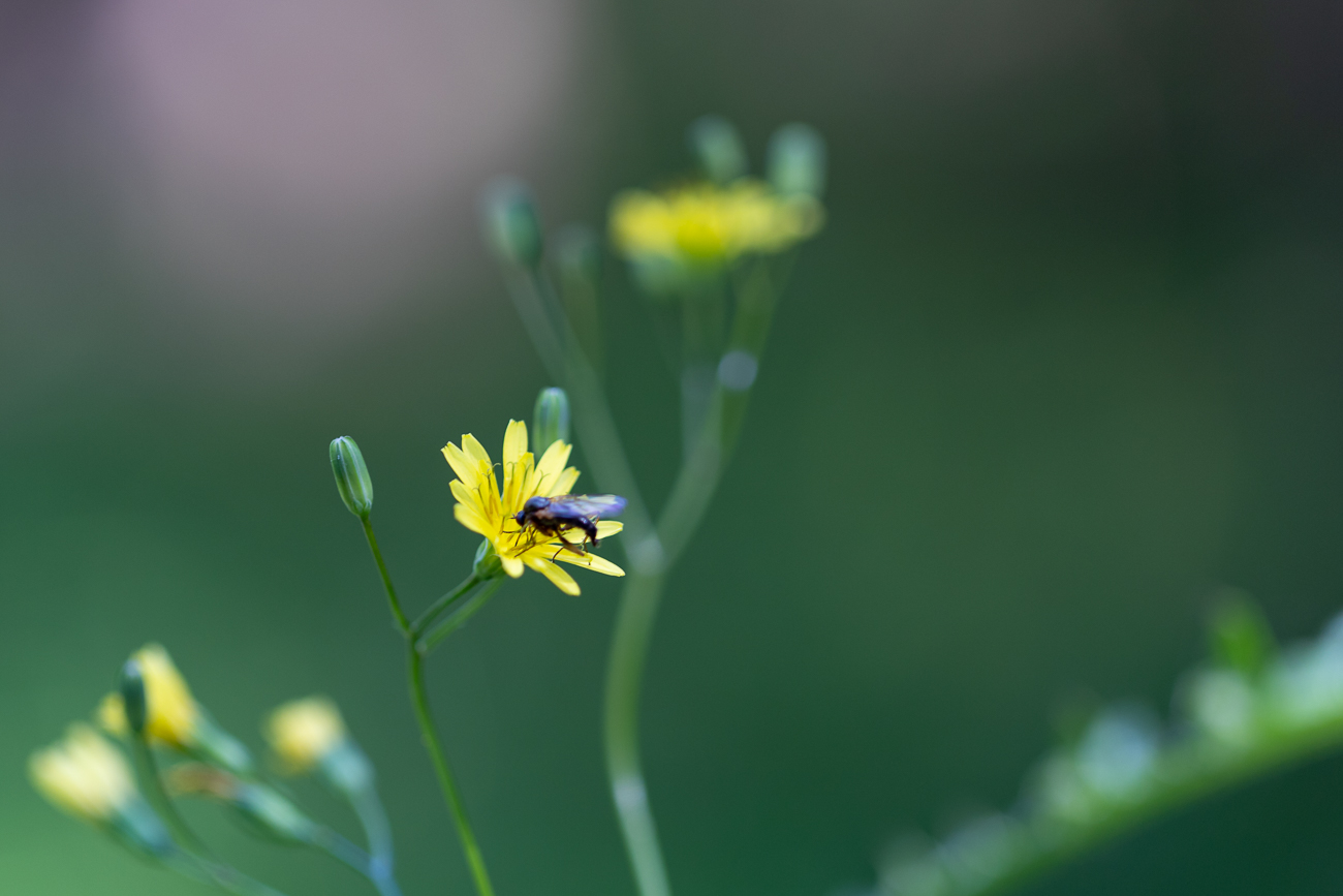 Insekt auf Gemeinem Rainkohl [Lapsana communis]
