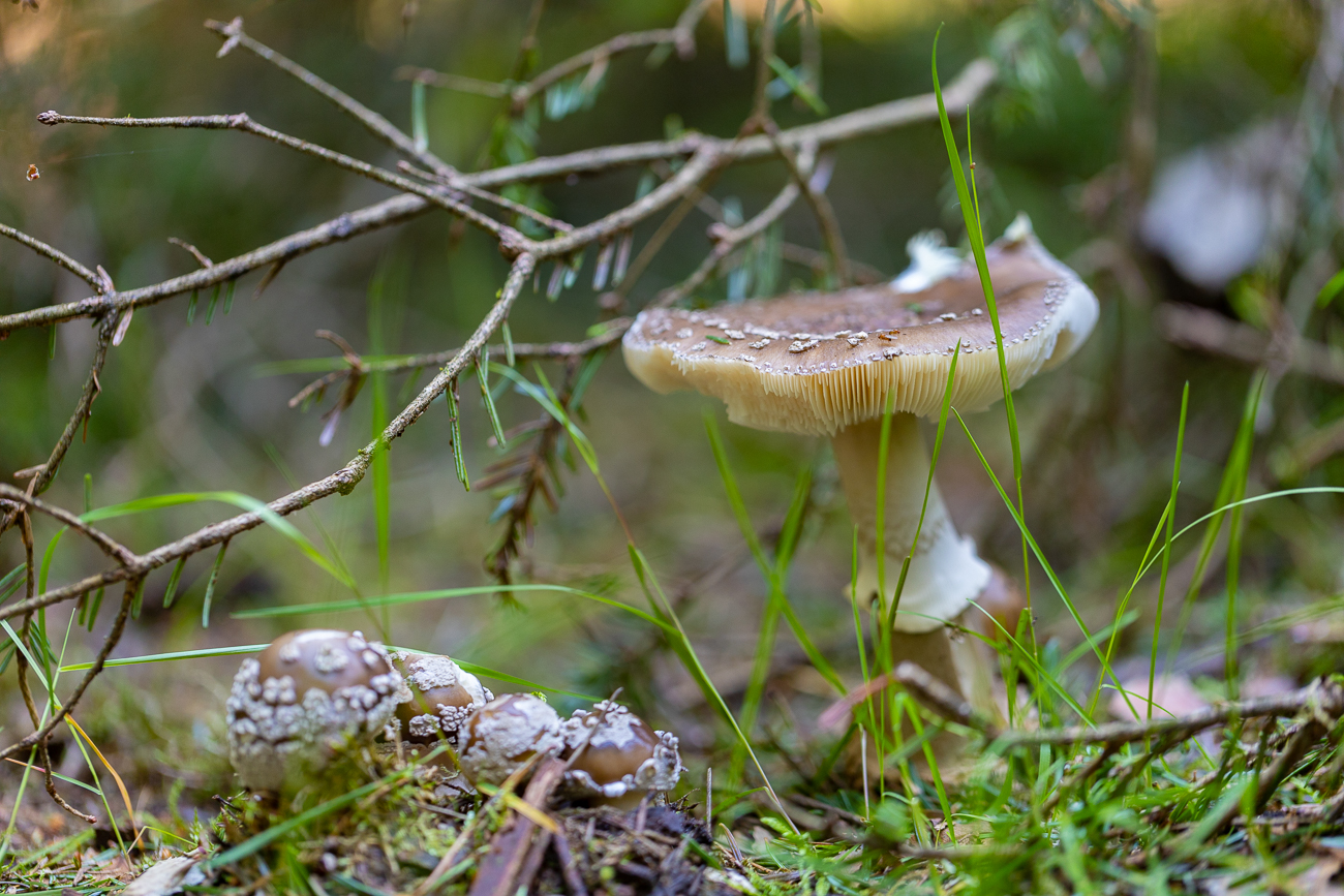 Pilze gibt es auch schon