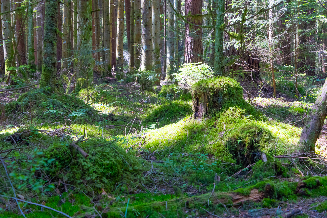 Der Waldboden ist mit Sternmoos übersät