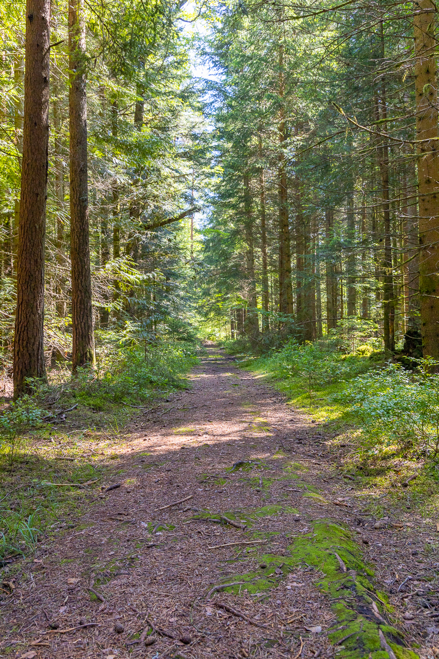 Waldweg durch das Moor