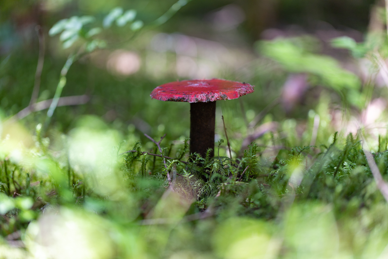 Was mag das für ein Pilz sein? ...