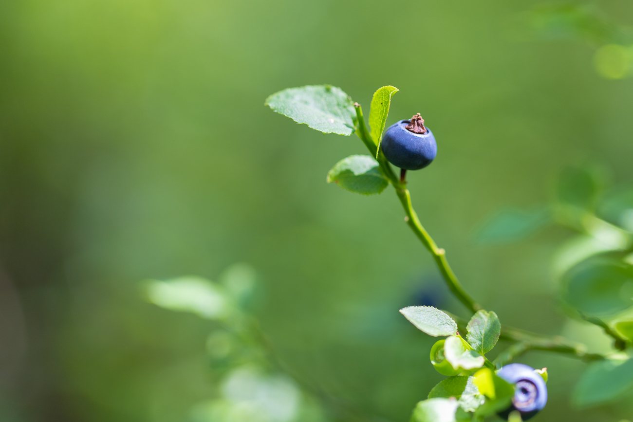 Vereinzelt lassen sich auch schon Blaubeeren entdecken