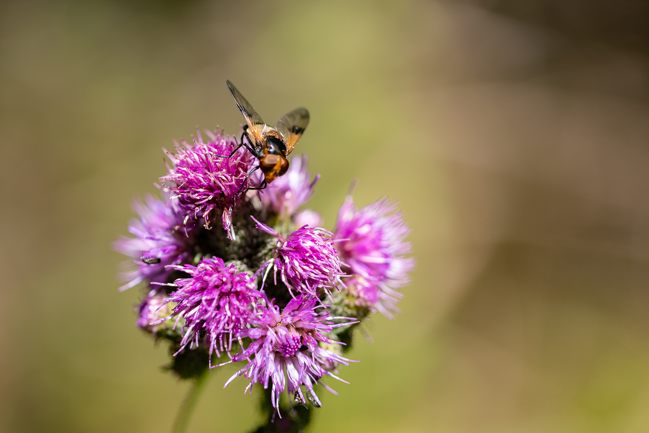 Ein weiteres Insekt auf einer Sumpf-Kratzdistel [Cirsium palustre]