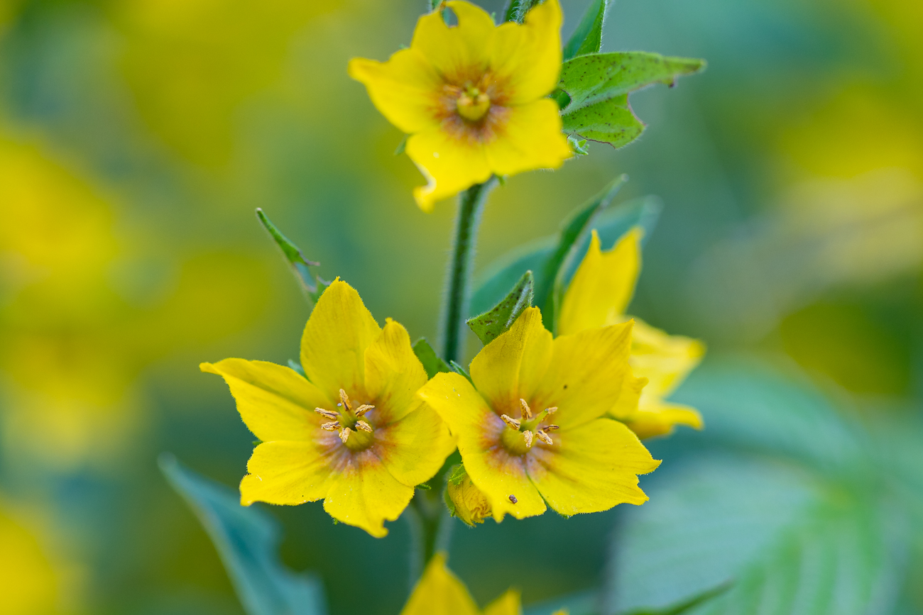 Gilbweiderich [Lysimachia], auch Gelbweiderich oder Felberich genannt