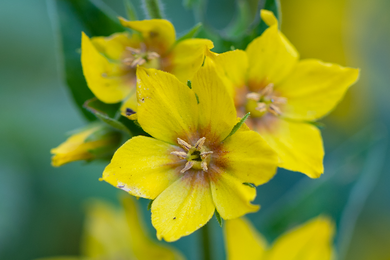 Gilbweiderich [Lysimachia], auch Gelbweiderich oder Felberich genannt