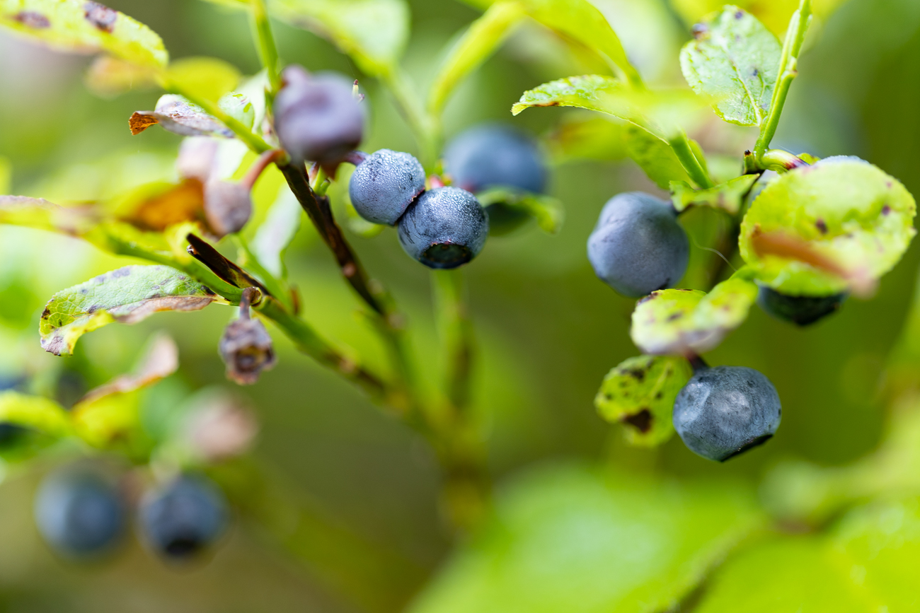 Die Heidelbeeren sind leider noch nicht ganz reif
