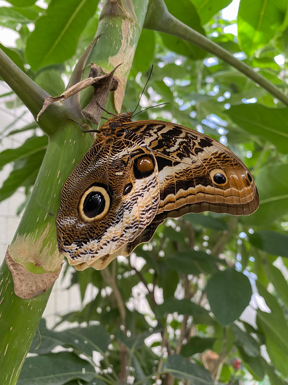 Schmetterling, so groß wie eine Hand