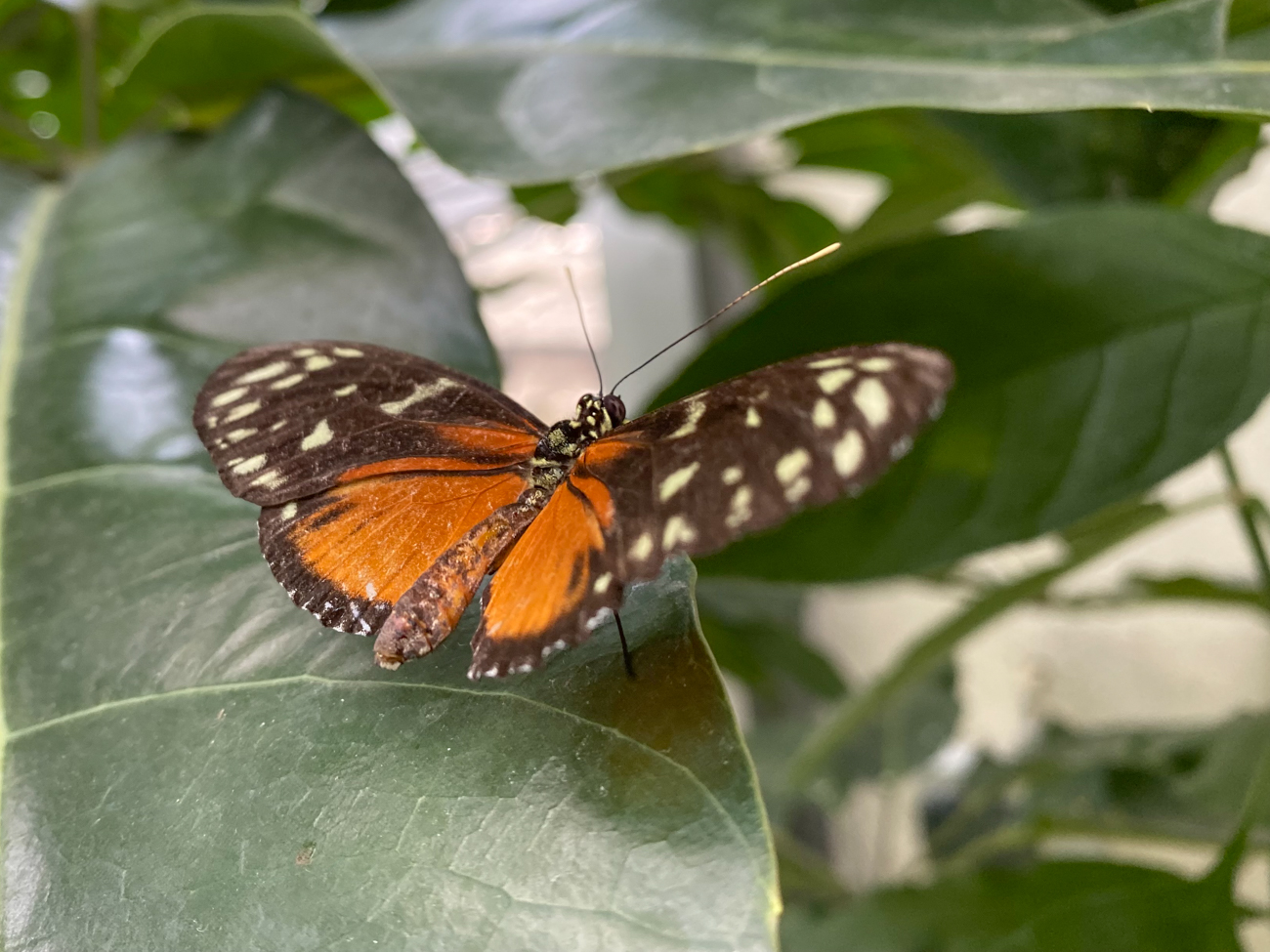 Schmetterling ...