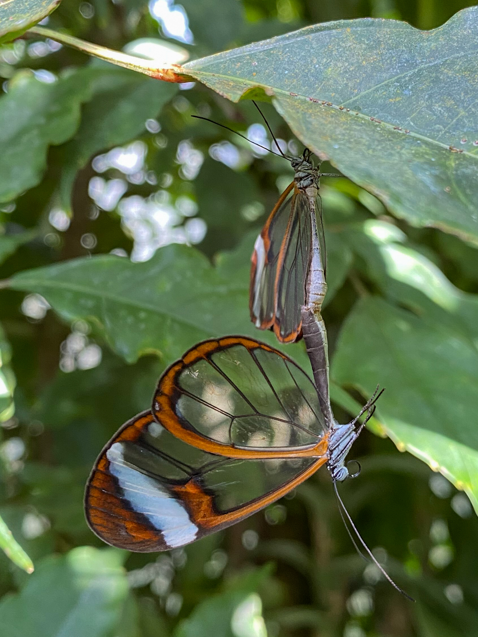 Schmetterlinge bei der Paarung