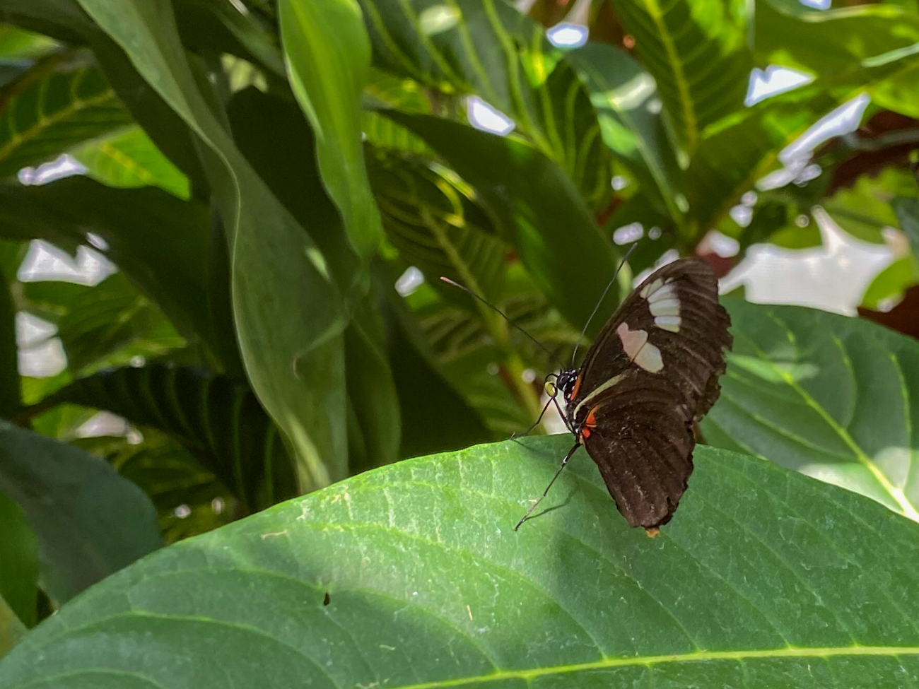Blatt als Ruhepunkt