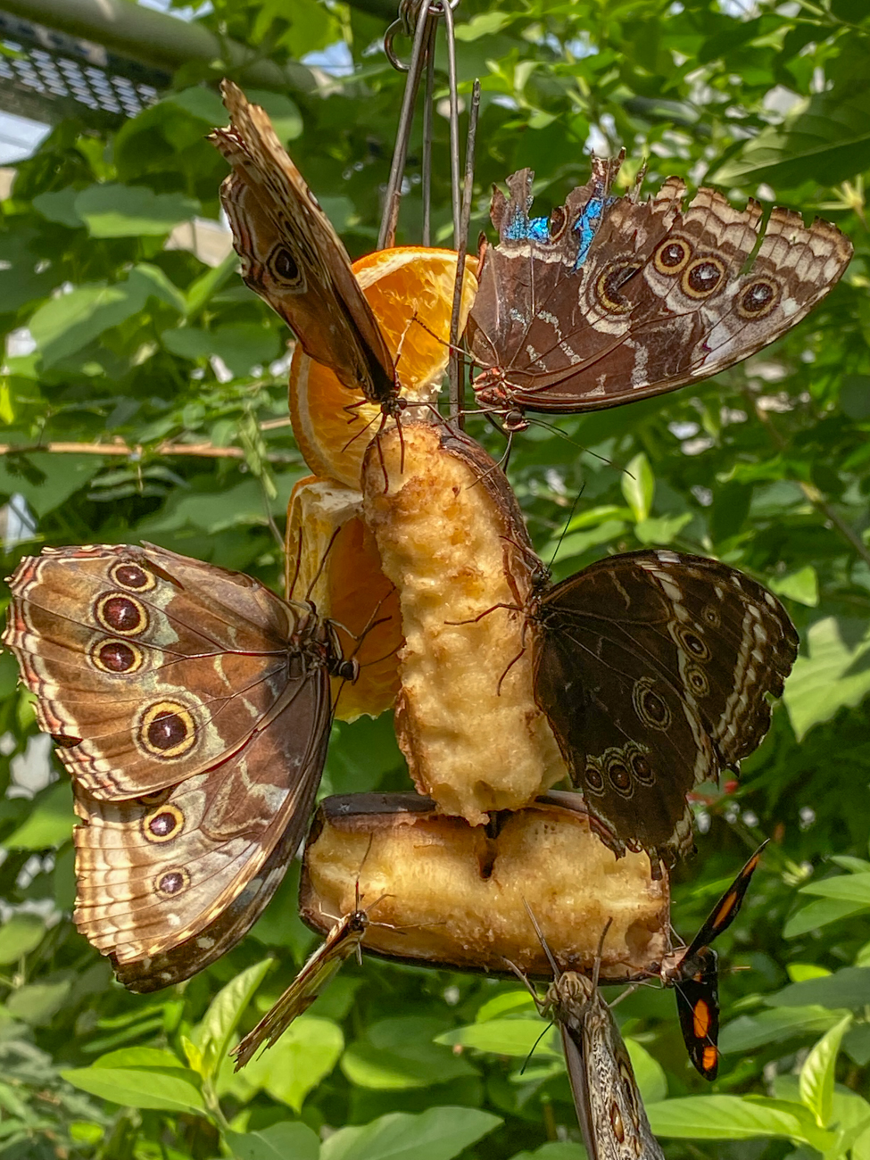 Bananen haben viele Mineralien für die Schmetterlinge