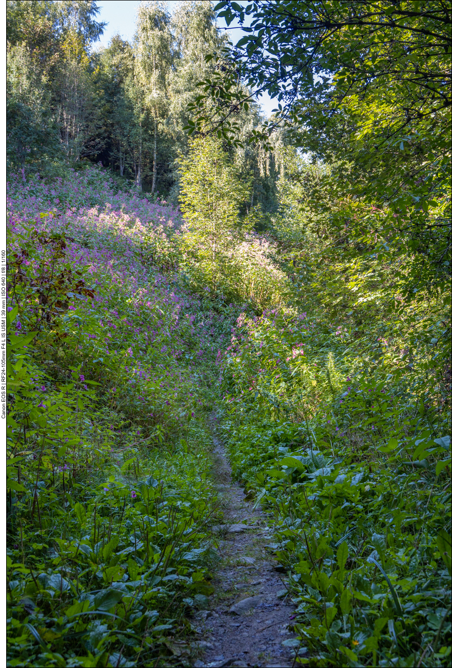 Zwischendurch greifen Brennesseel und anderes Gew&auml;chs nach unseren Beinen
