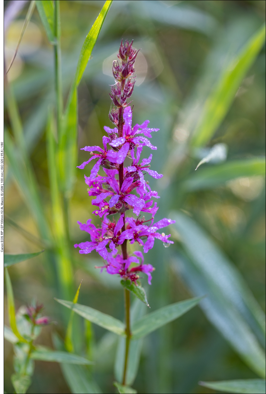 Gew&ouml;hnlicher Blutweiderich [Lythrum salicaria]