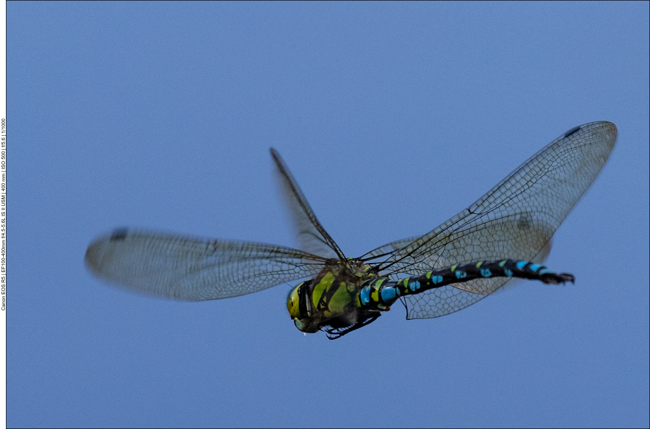 Blaugr&uuml;ne Mosaikjungfer [Aeshna cyanea]
