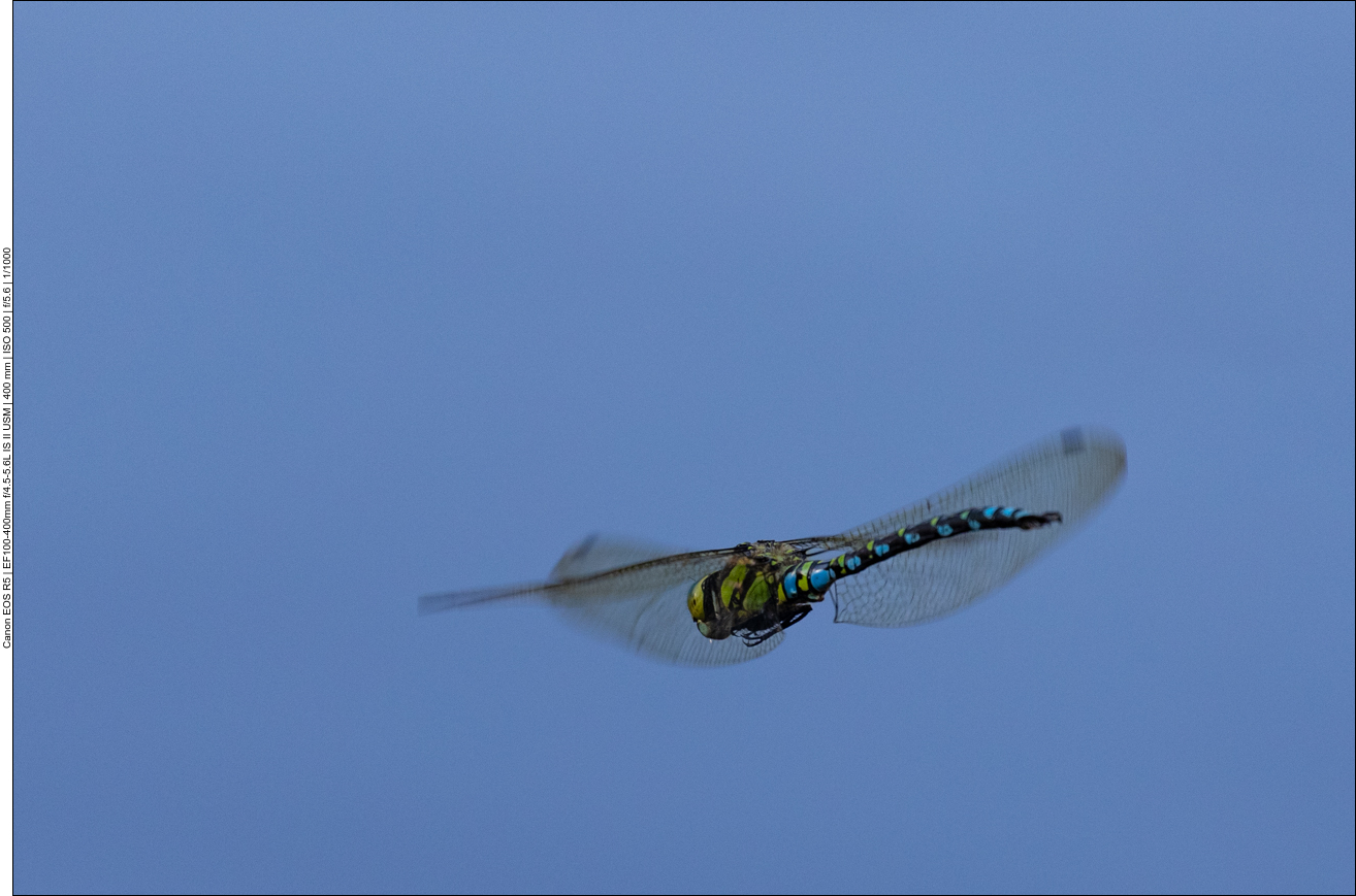 ... die Libellen am Blindsee