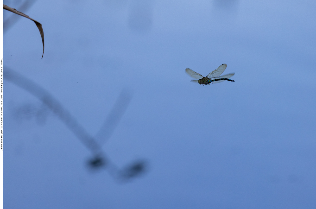 Pfeilschnelle J&auml;ger ...