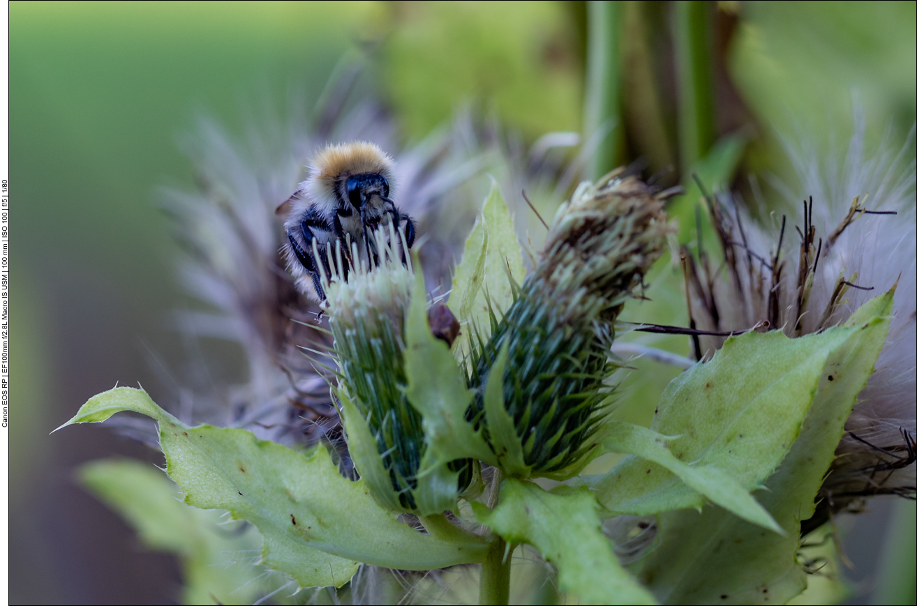 Biene beim Nektar sammeln