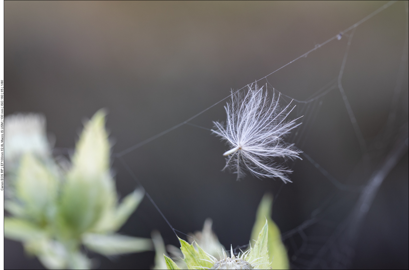 Samenkorn im Spinnennetz, vegane Ernährung? ;-)