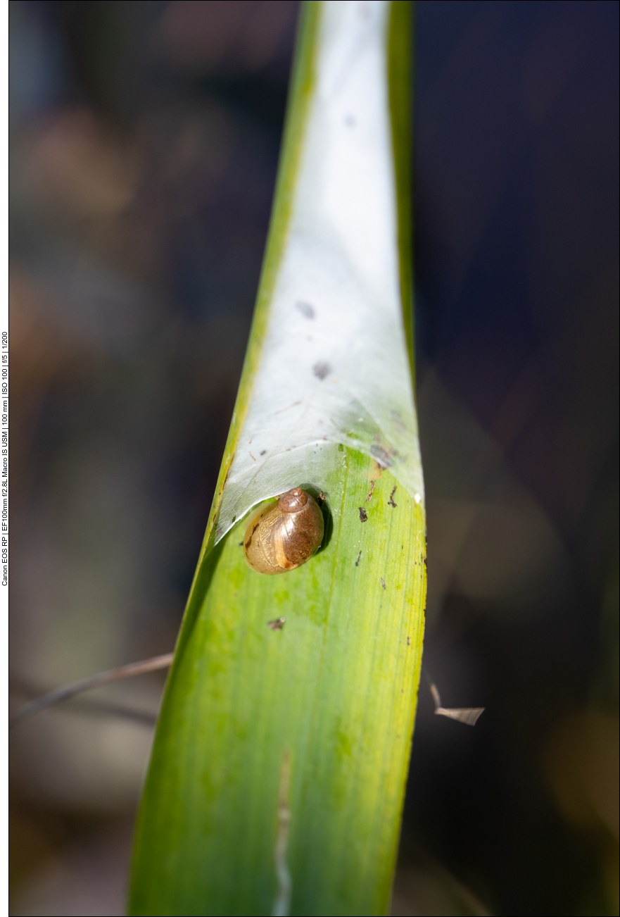 Schnecke unter einem Spinnennetz