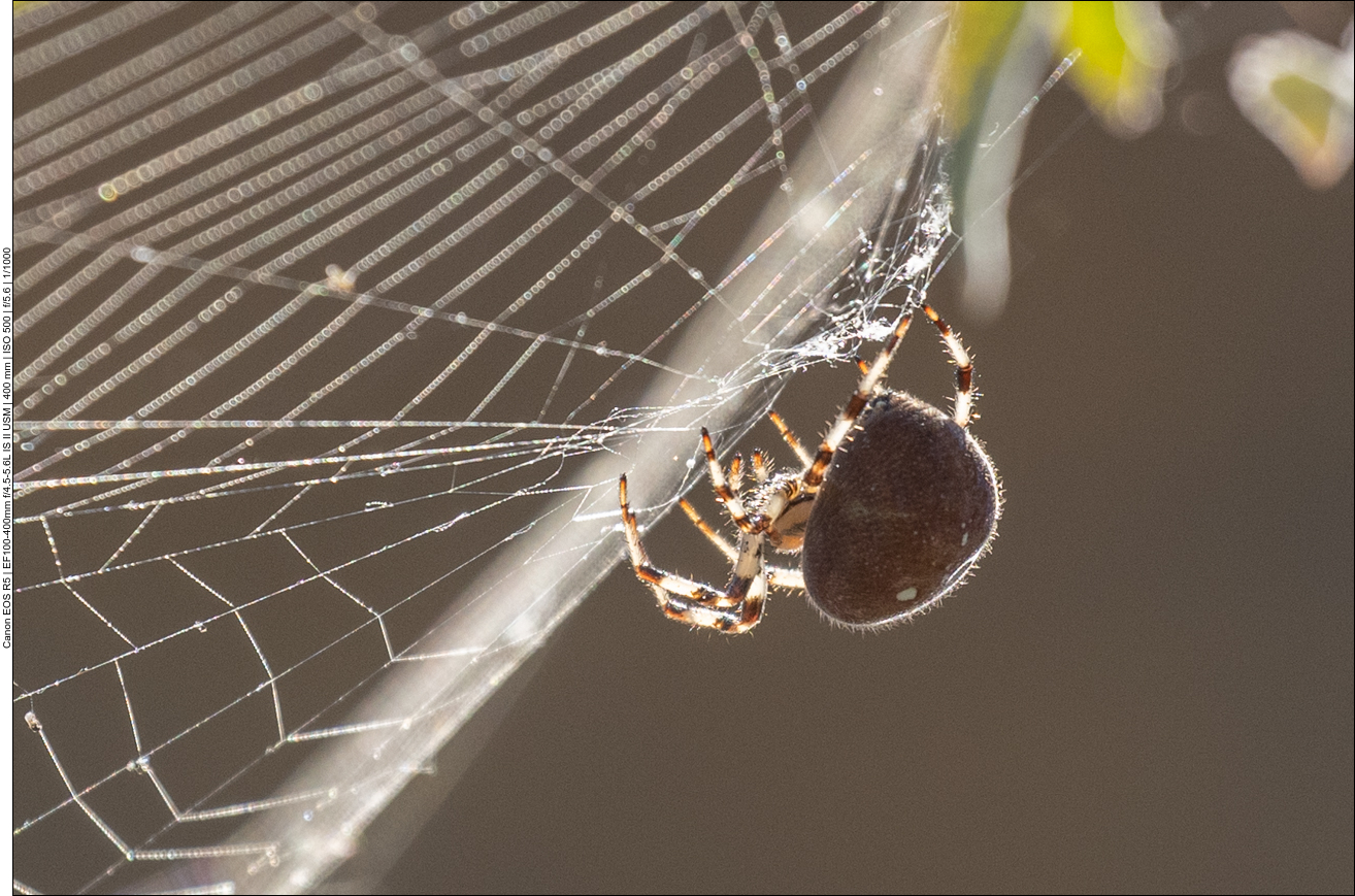 Die unscheinbar gefärbten Tiere sind die Männchen