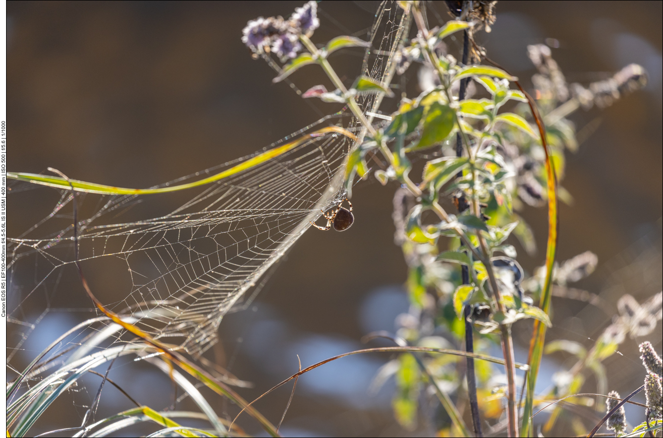Wespenspinne [Argiope bruennichi]