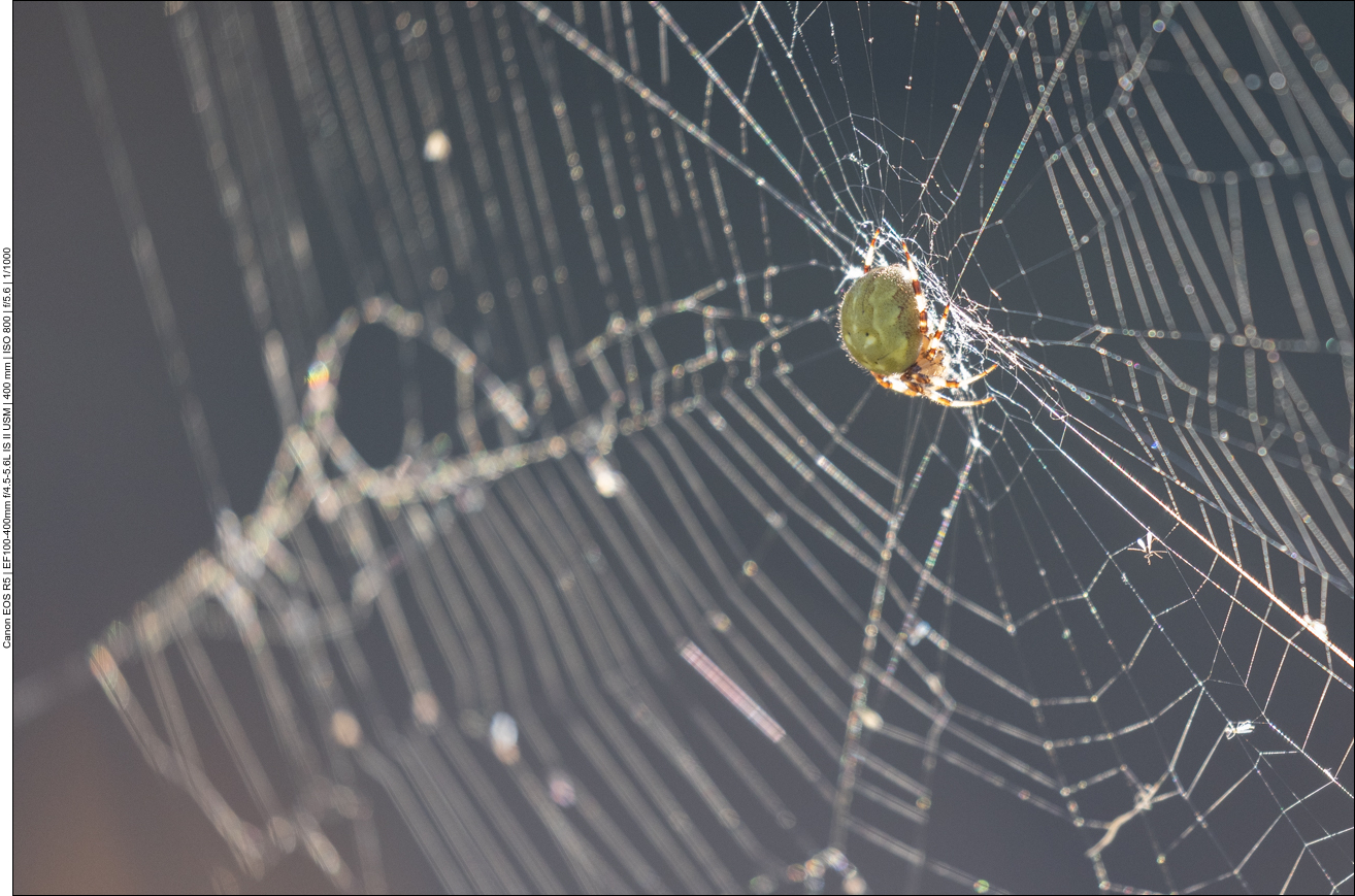In anderen Netzen sitzt der Achtbeiner im Zentrum