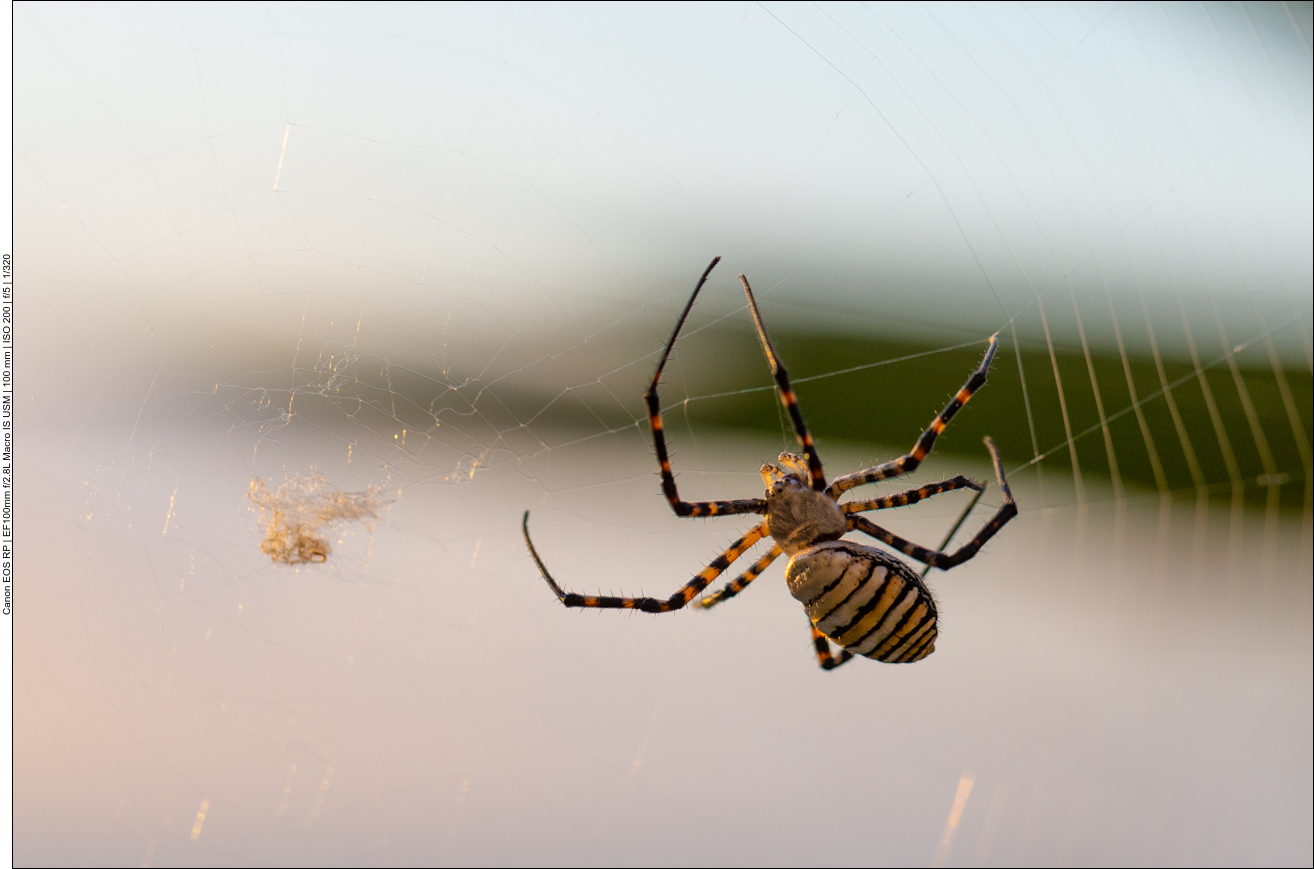 Die Weibchen sind an ihrer wespenartigen Zeichnung zu erkennen