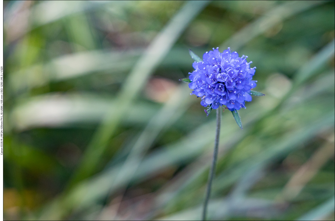 Abbisskraut [Succisa pratensis]