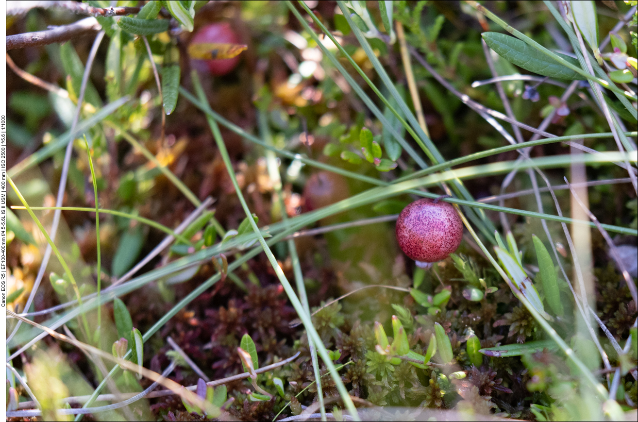 Gew&ouml;hnliche Moosbeere [Vaccinium oxycoccos]