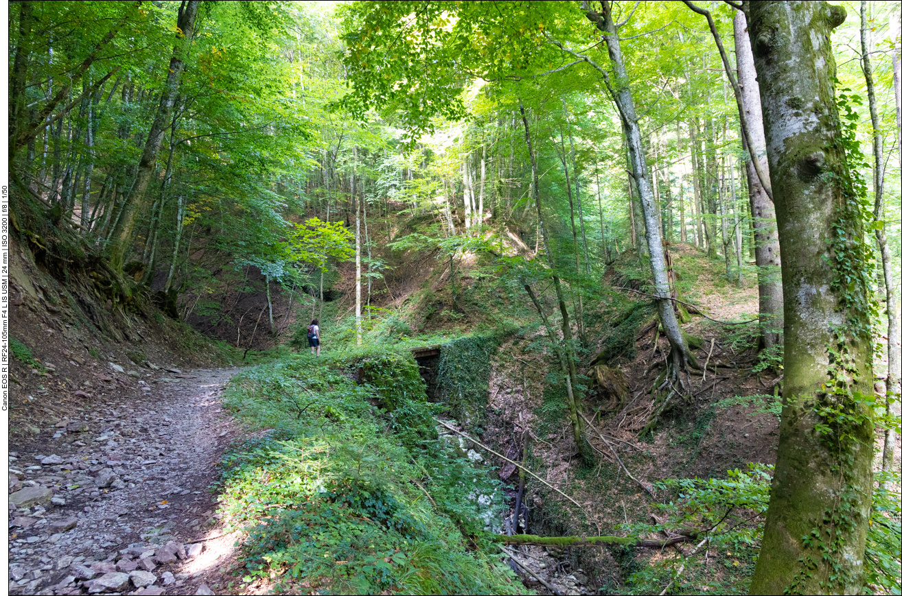 Durch den Wald geht es weiter ...