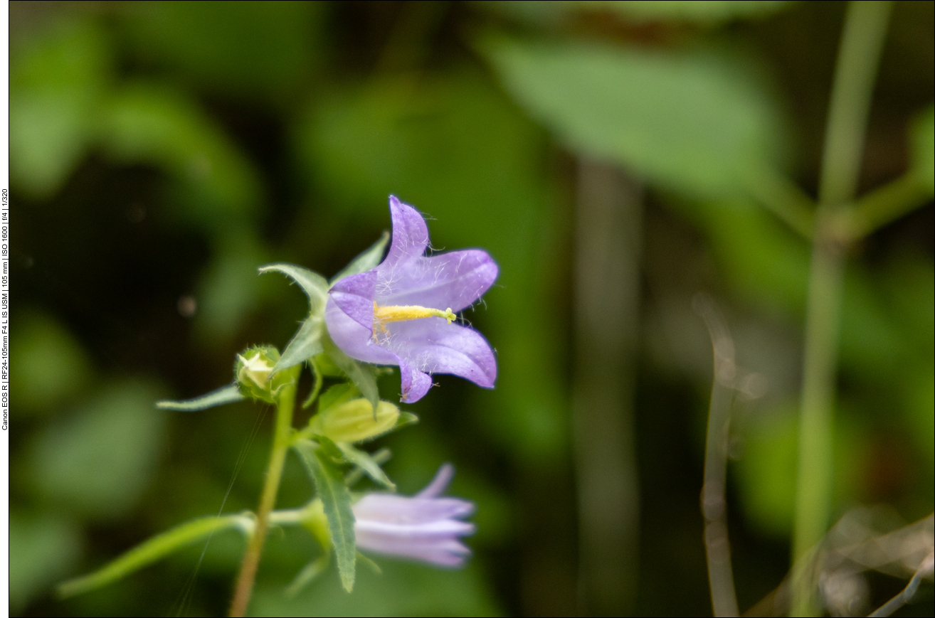 Nesselbl&auml;ttrige Glockenblume [Campanula trachelium]