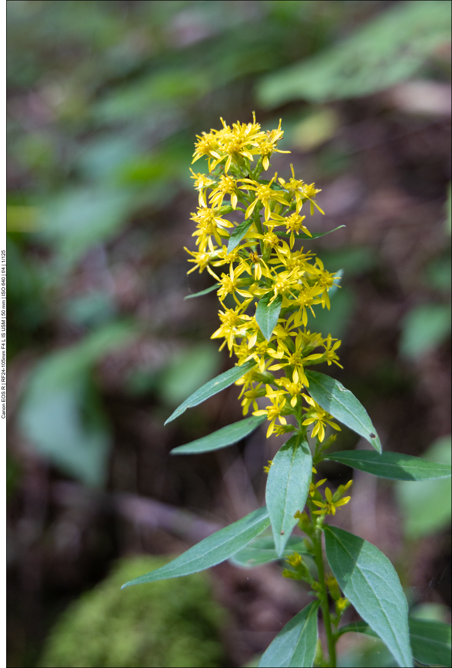 Gew&ouml;hnliche Goldrute [Solidago virgaurea]
