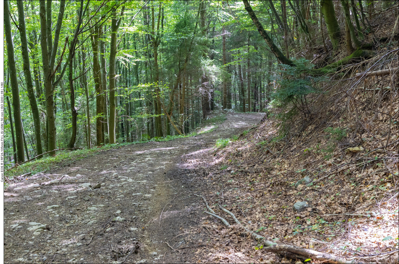 Vom breiten Waldweg weichen wir ab ...