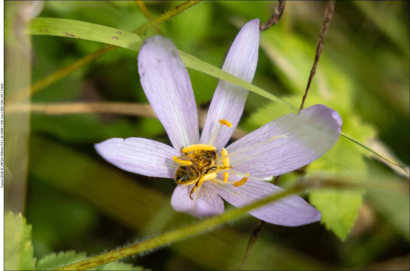 Herbstzeitlose mit Biene