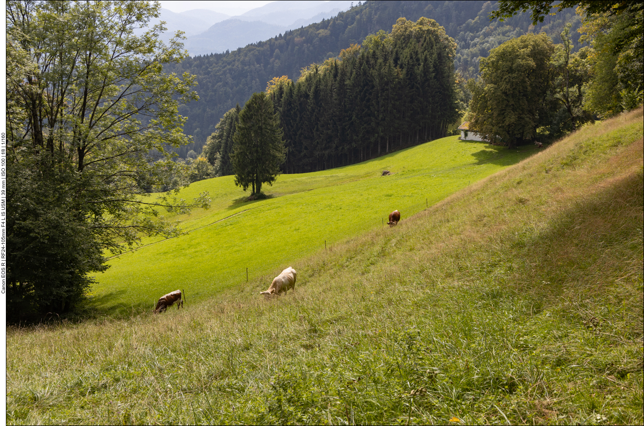 &Uuml;ber die Weide mit den K&uuml;hen wollen wir lieber nicht abk&uuml;rzen