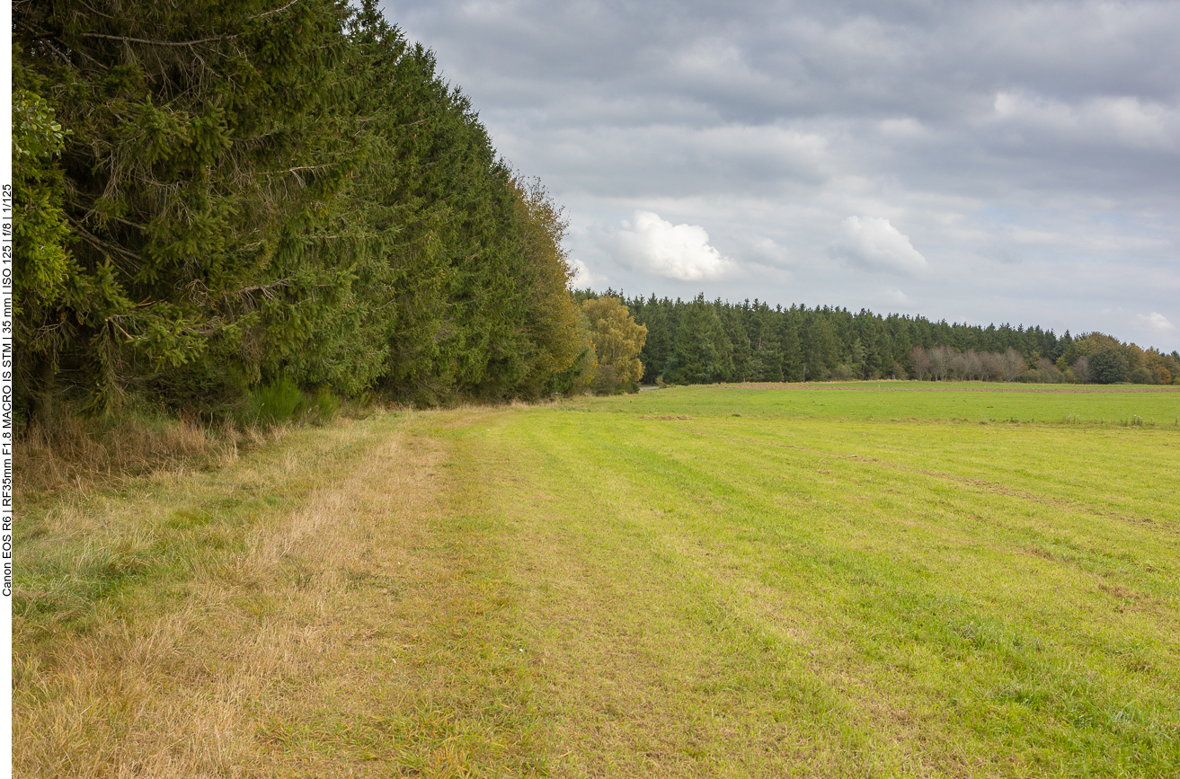 Wiesenweg am Waldrand