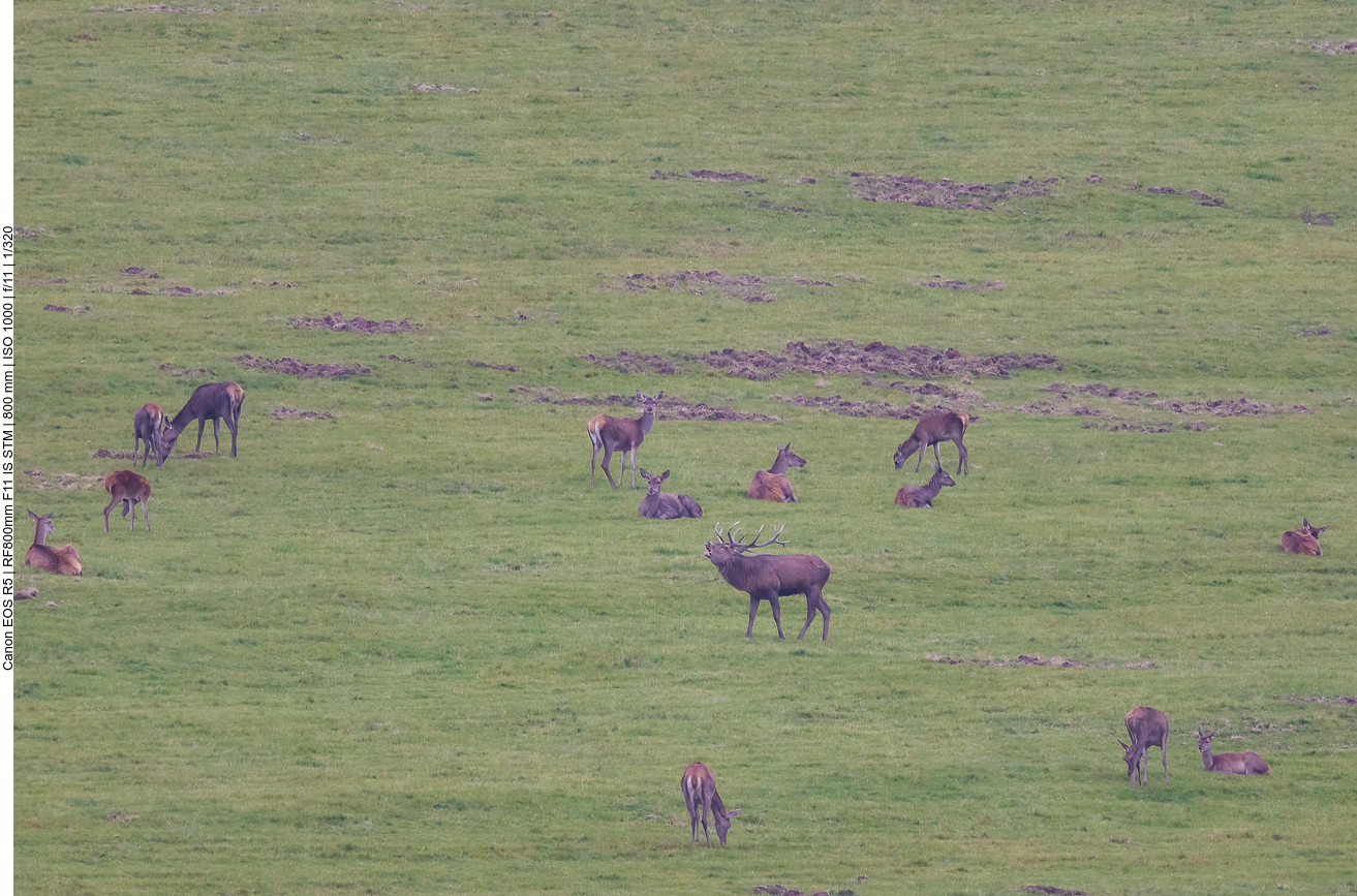 Die Tiere sind in freier Wildbahn, kein Gehege