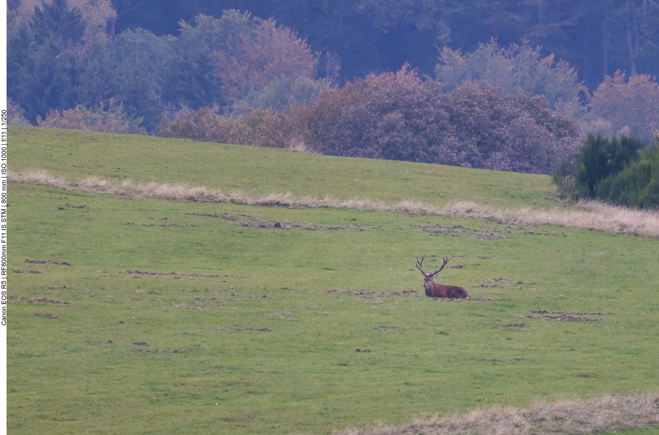 Abseits liegender einsamer Hirsch